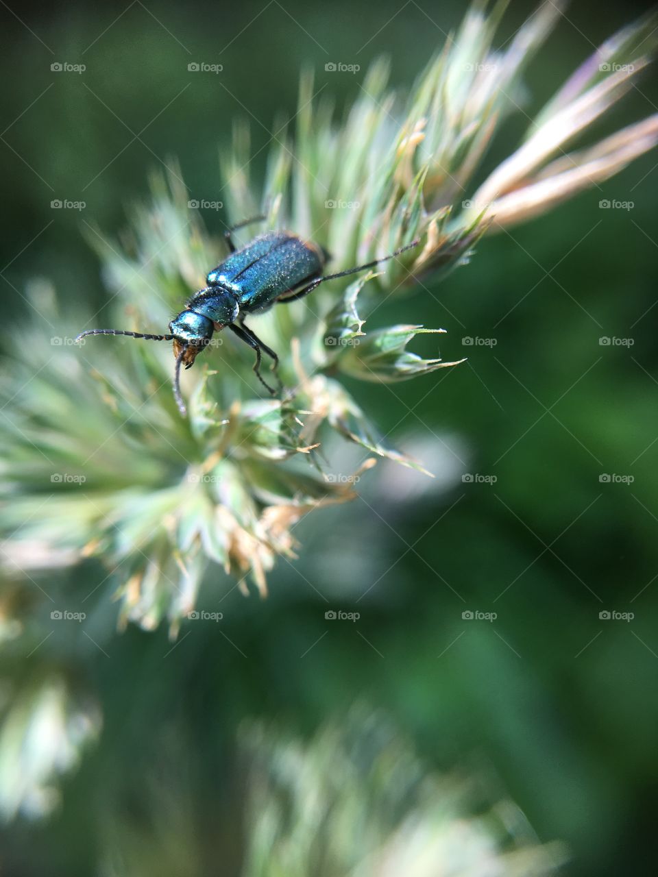 Metallic beatle