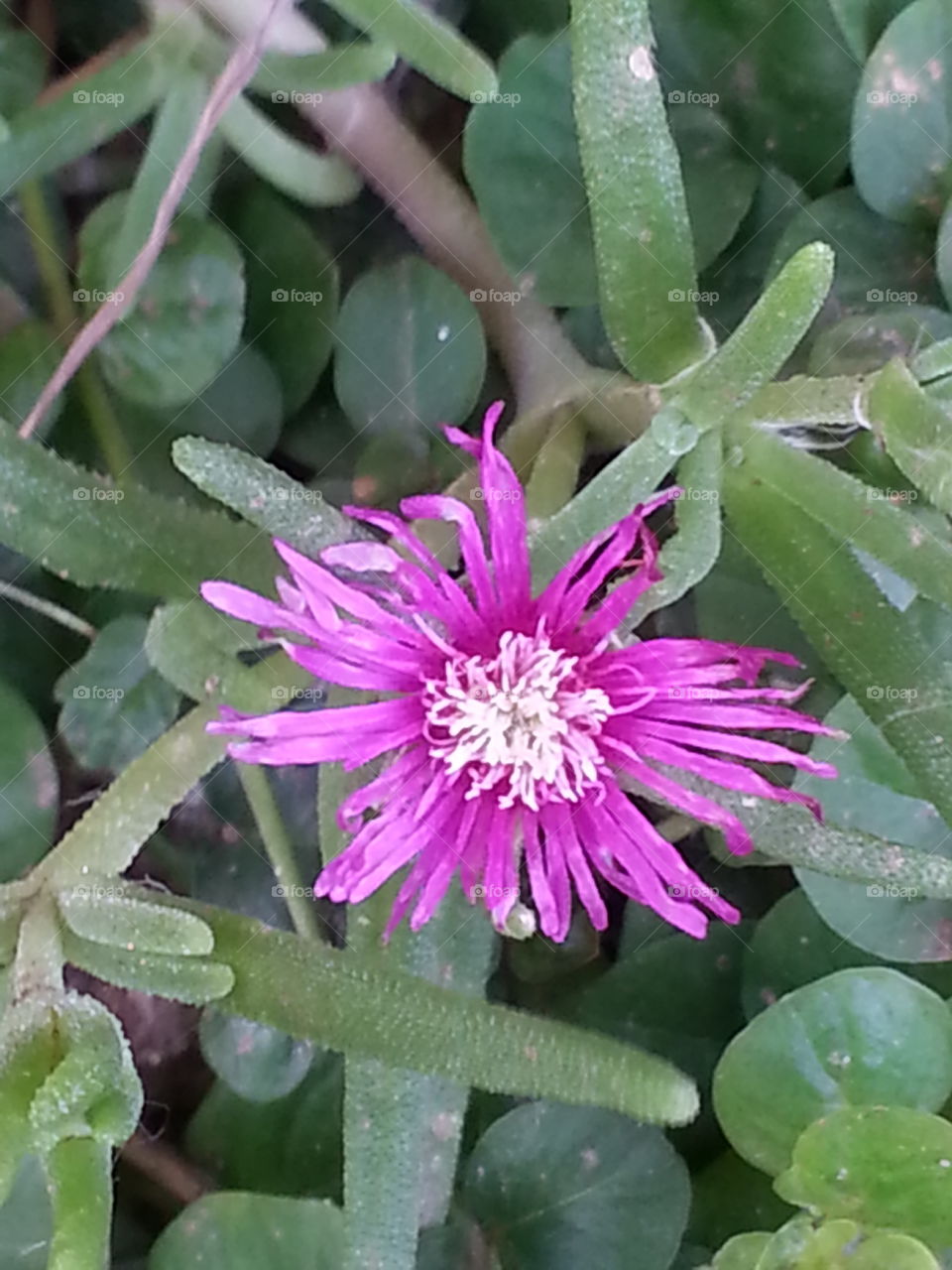 Small Magenta Flower
