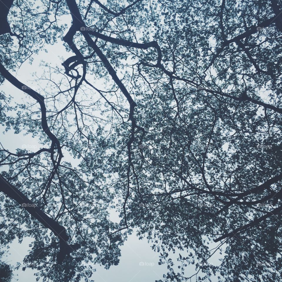 Tree branches silhouette 