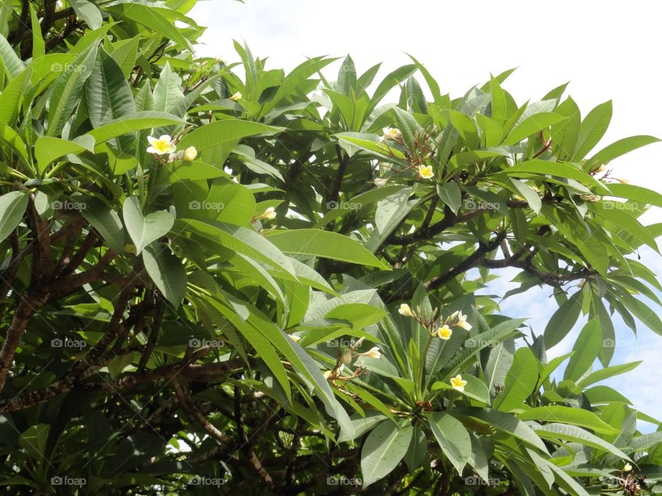 Tree full of flowers