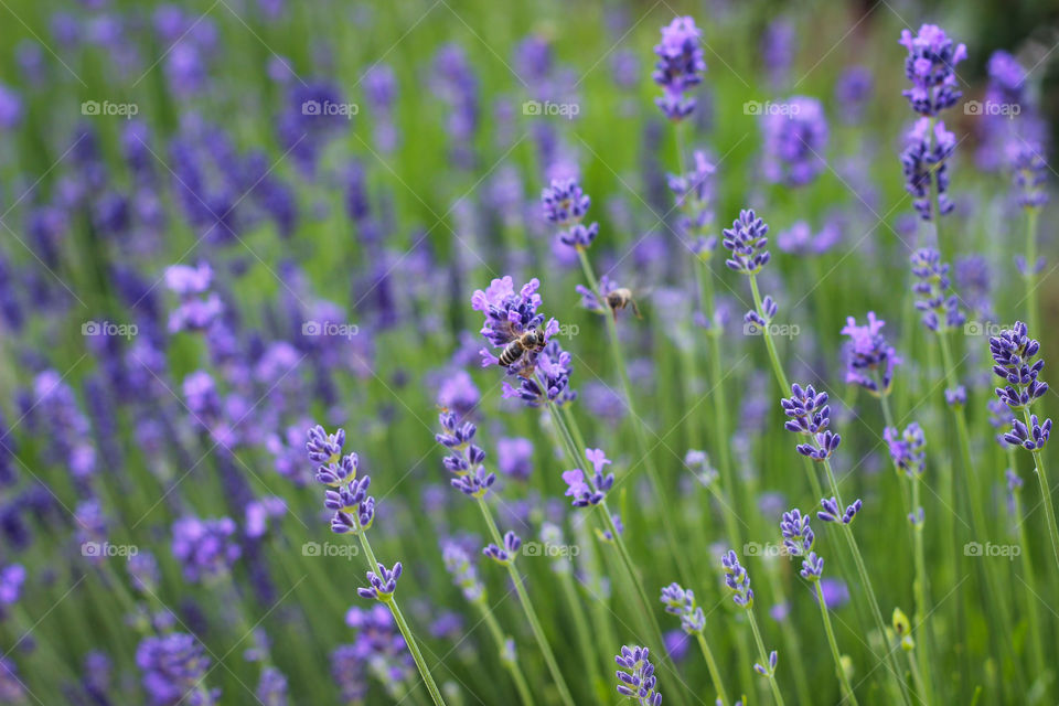 nature violet lavender bee