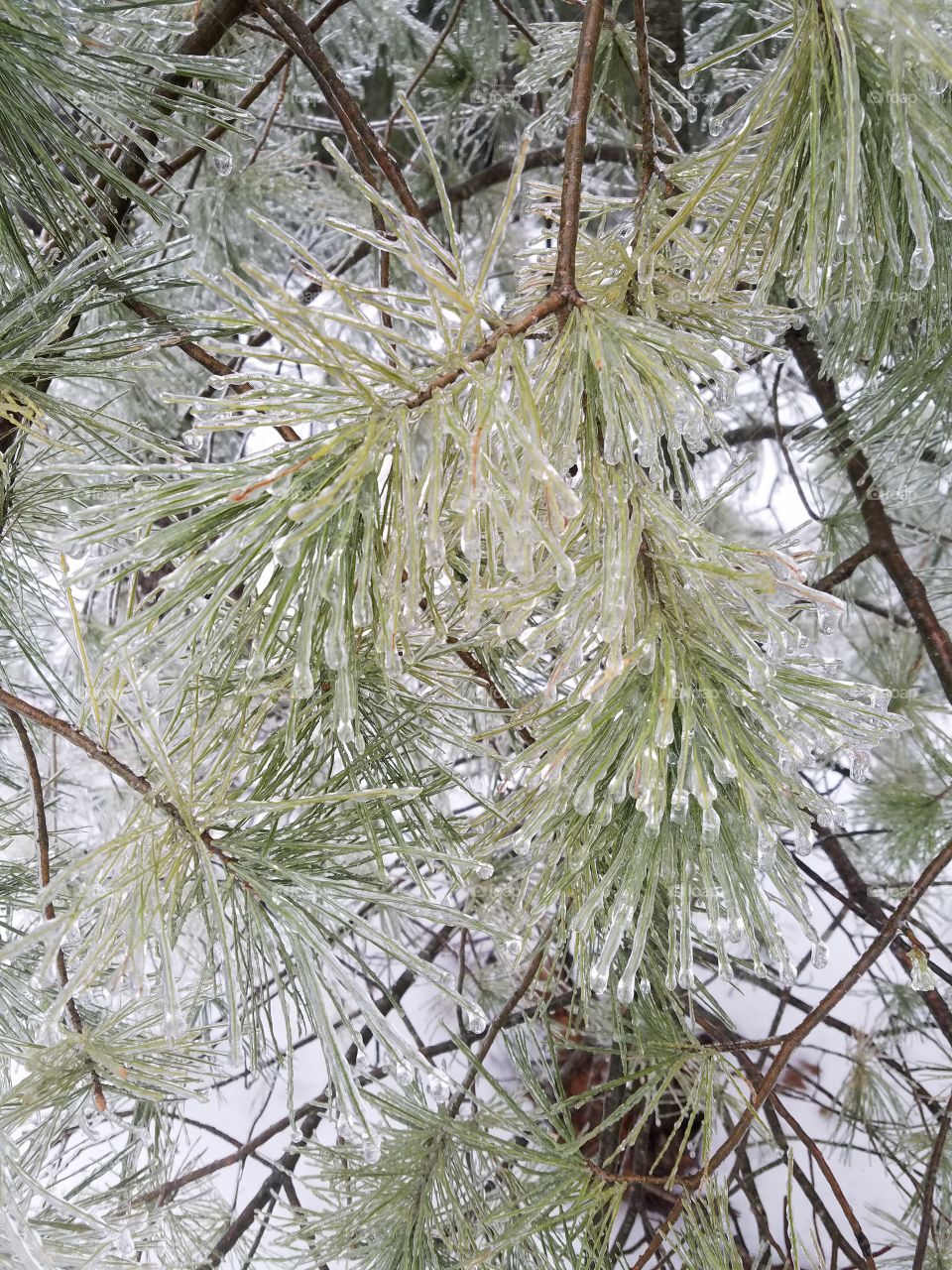 Frozen Pine Needles