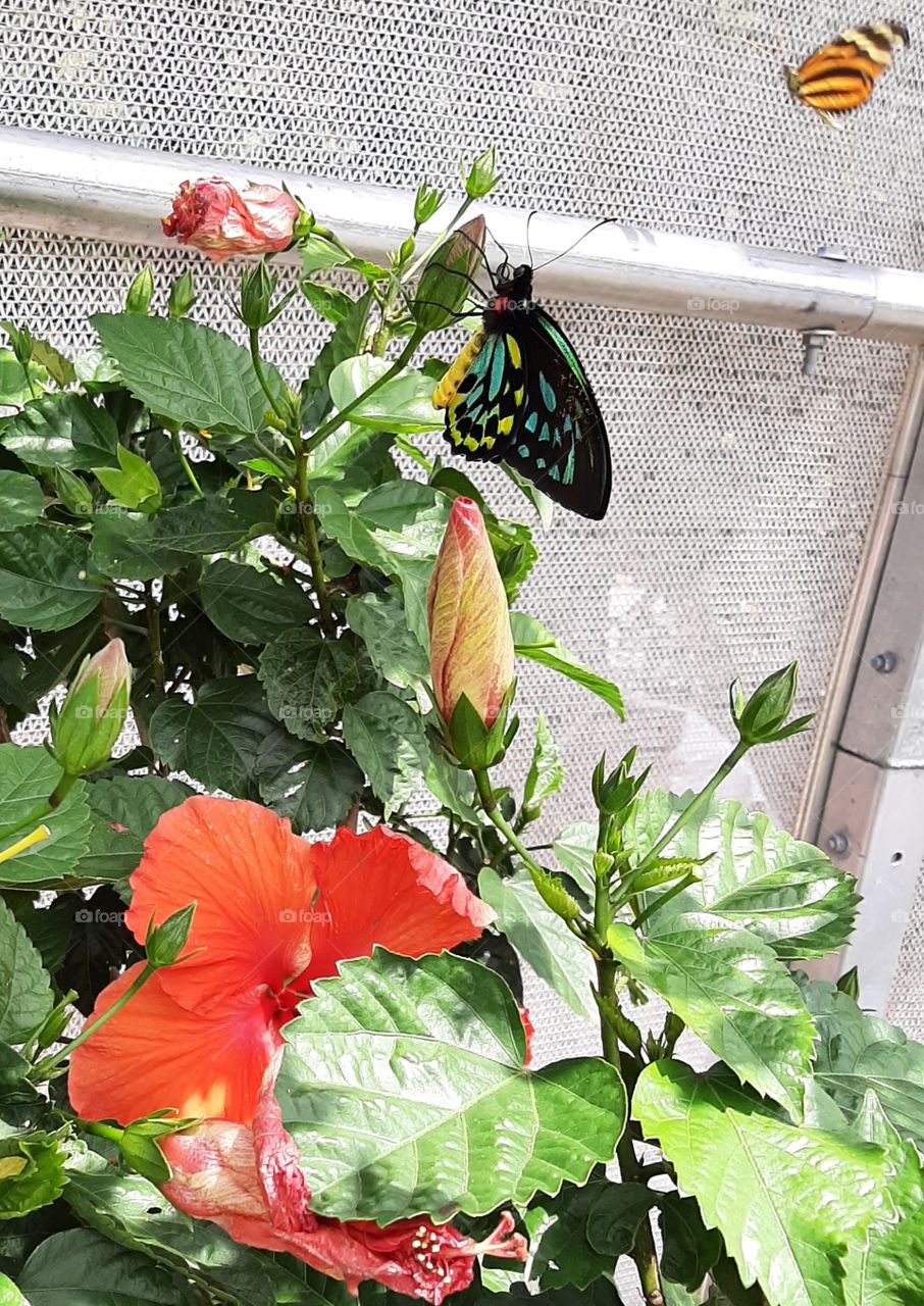 Queen Alexandra's birdwing butterfly on Hibiscus 🌺