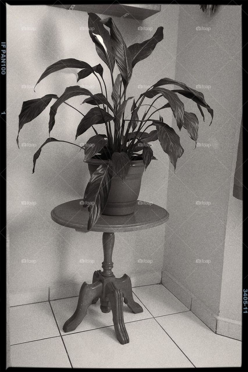 Um vaso de planta conceitual