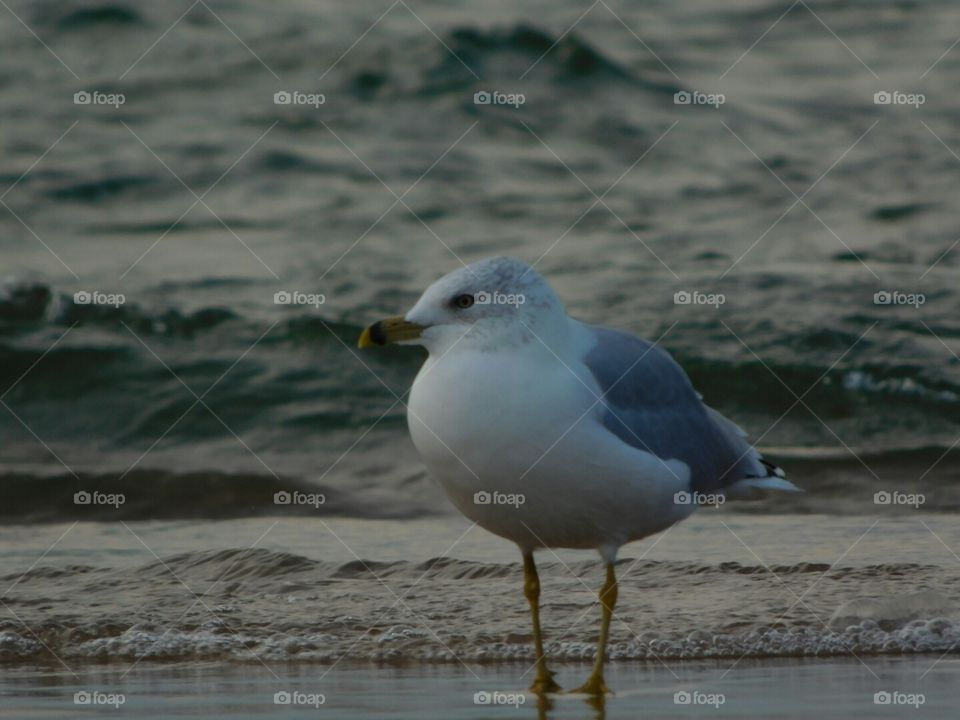 seagull at the beach