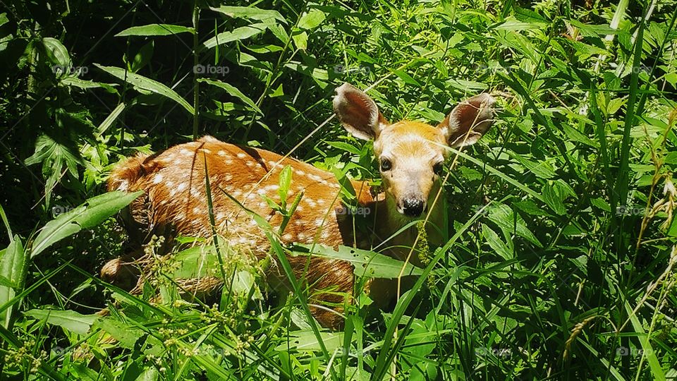 fawn in the grass