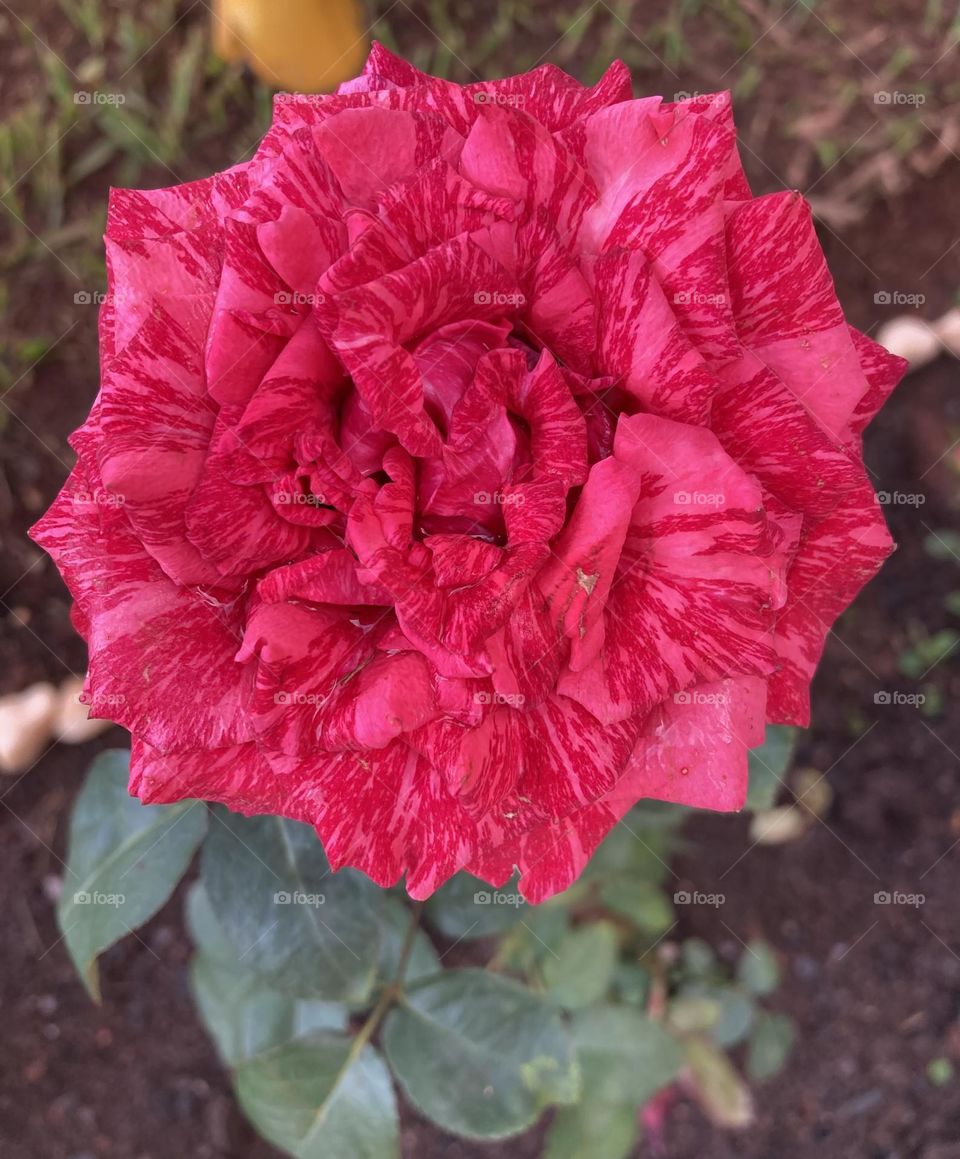 🌹 🇺🇸 Very beautiful flowers to brighten our day.  Live nature and its beauty. Did you like the delicate petals? / 🇧🇷 Flores muito bonitas para alegrar nosso dia. Viva a natureza e sua beleza. Gostaram das pétalas delicadas? 