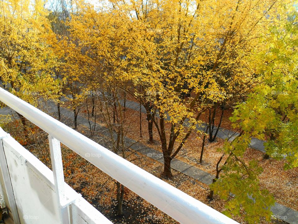 Fall, Wood, Tree, Leaf, Nature