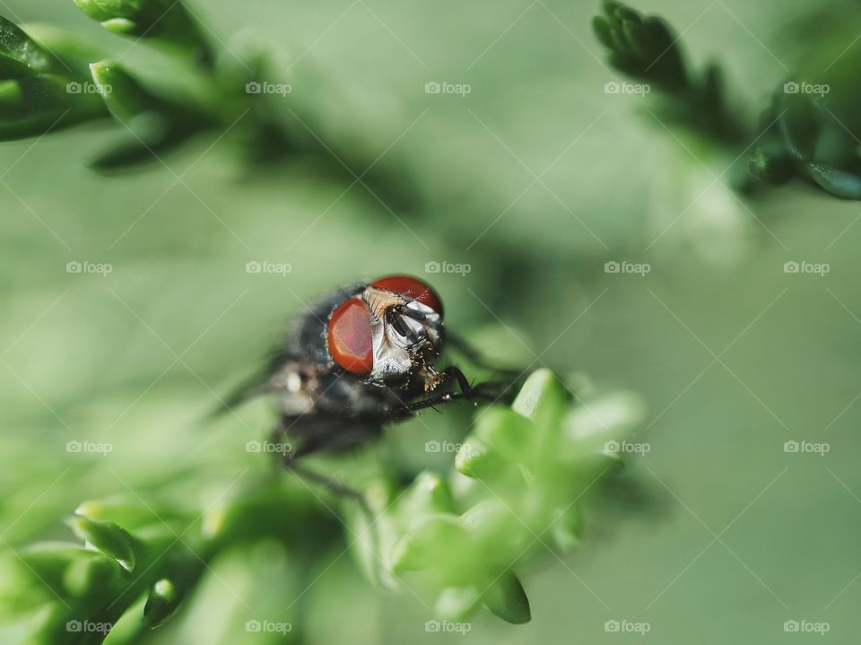 Close up portrait of fly