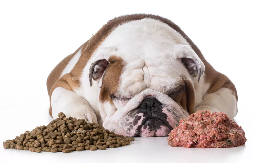 Perro bulldogs descansando