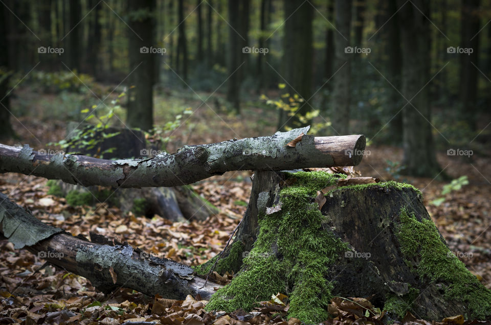 Forest landscape.  Tree trunk in forest during autumn.