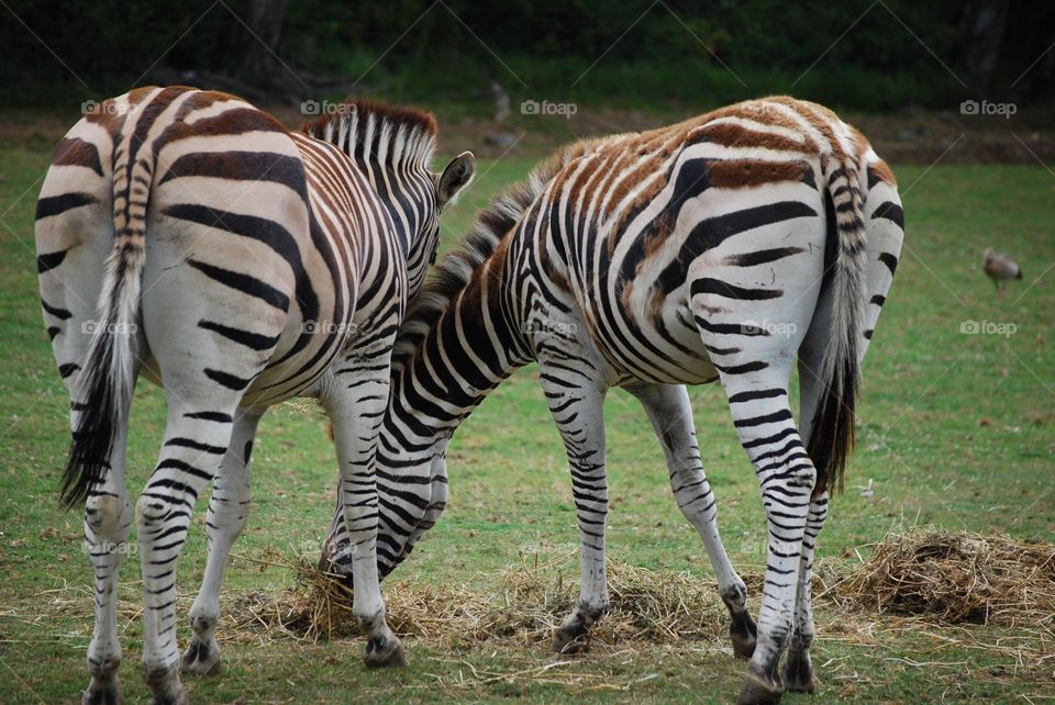 Zebras