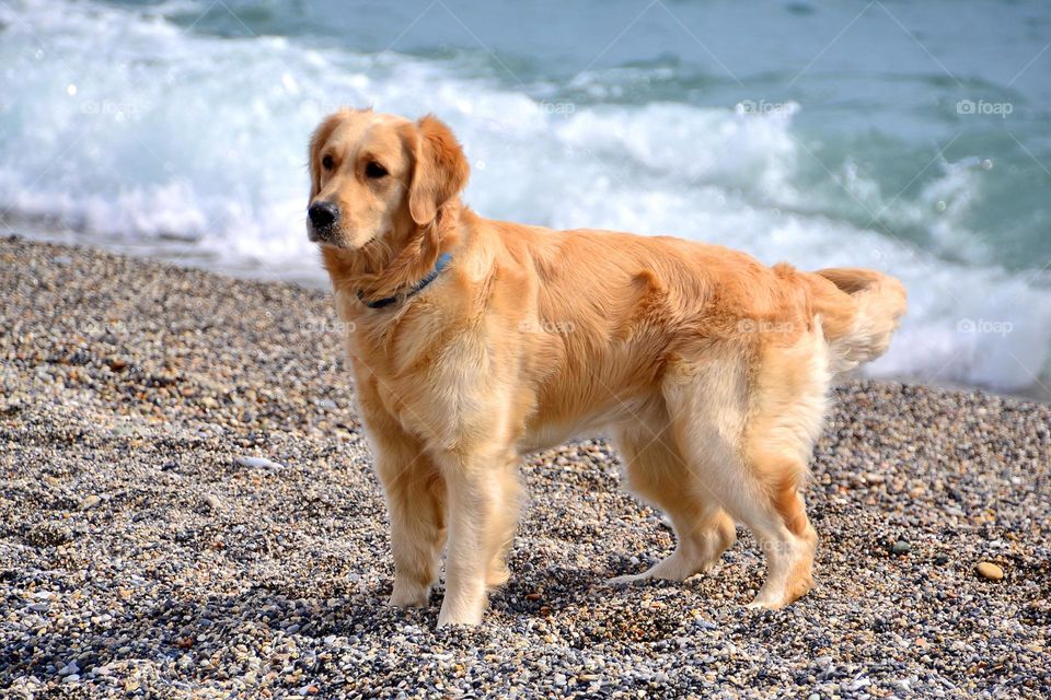 golden retrievers playing on the seaside