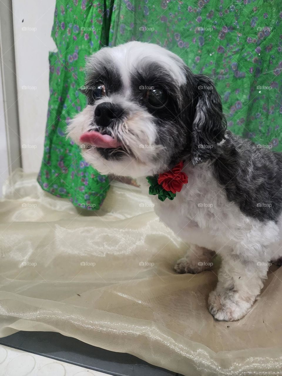 Don't tell him what to do