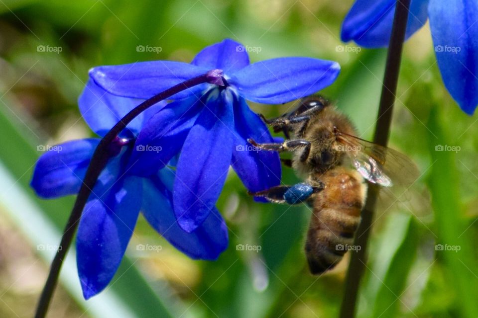 Blue pollen