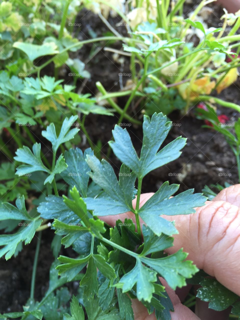 Harvesting parsley 