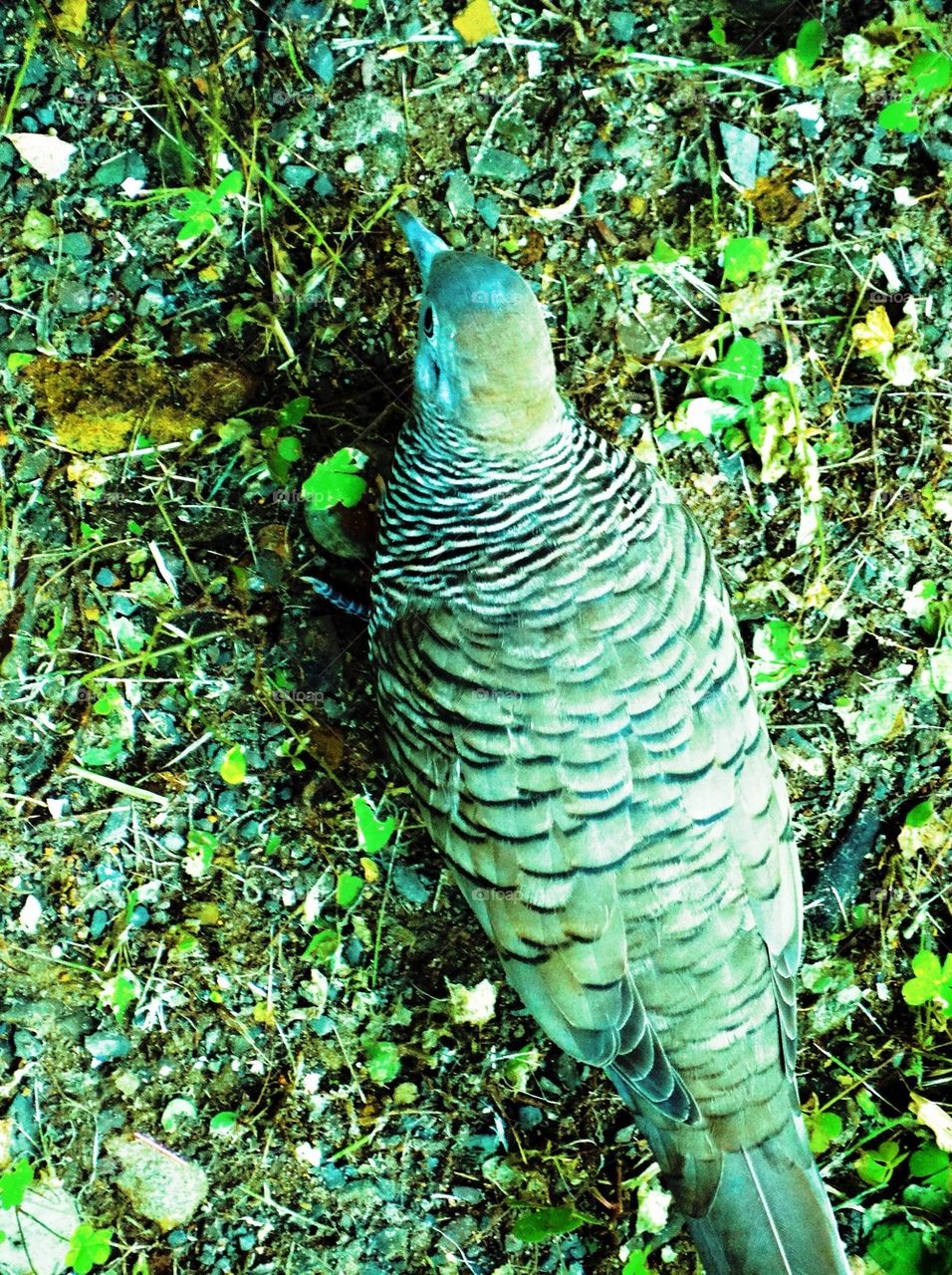 A zebra dove on the ground