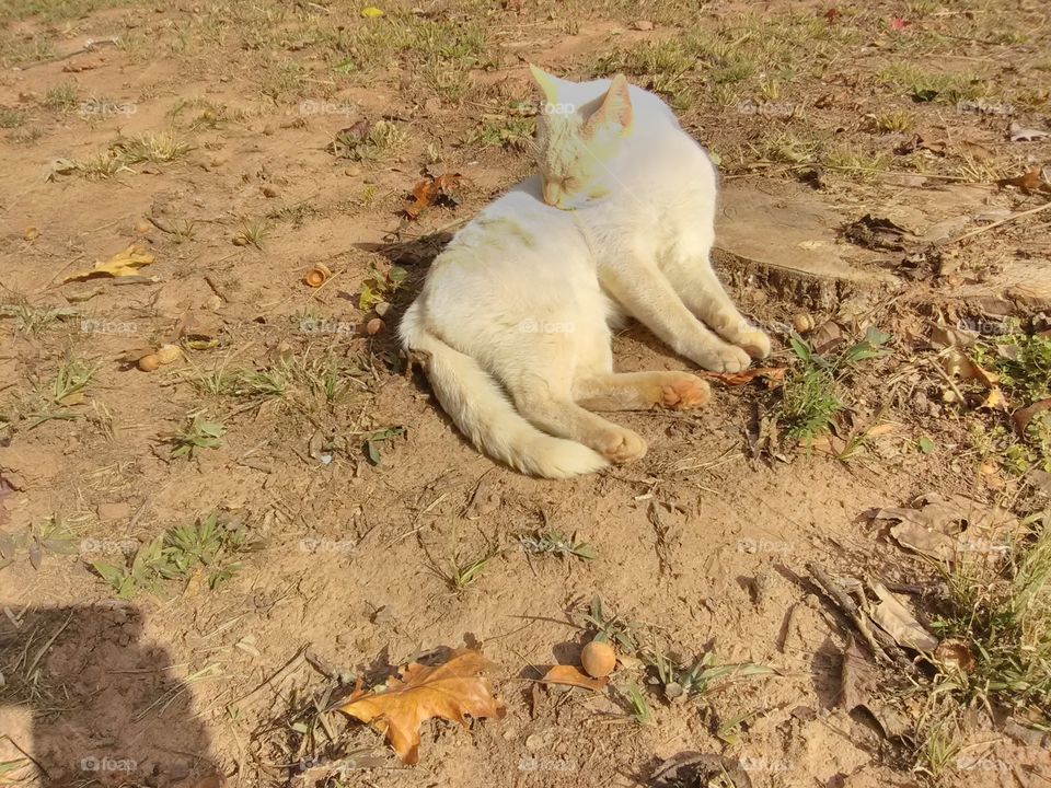 cat fall picture