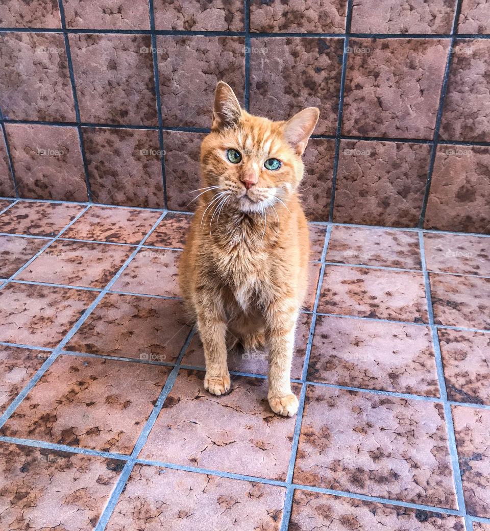 Full length ginger cat sitting on tile flooring 