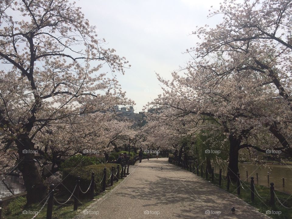 Sakura hanami