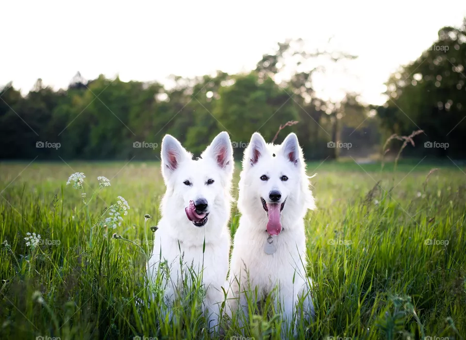 garden dog's