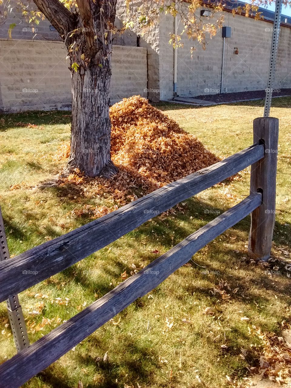 leaf pile and fence