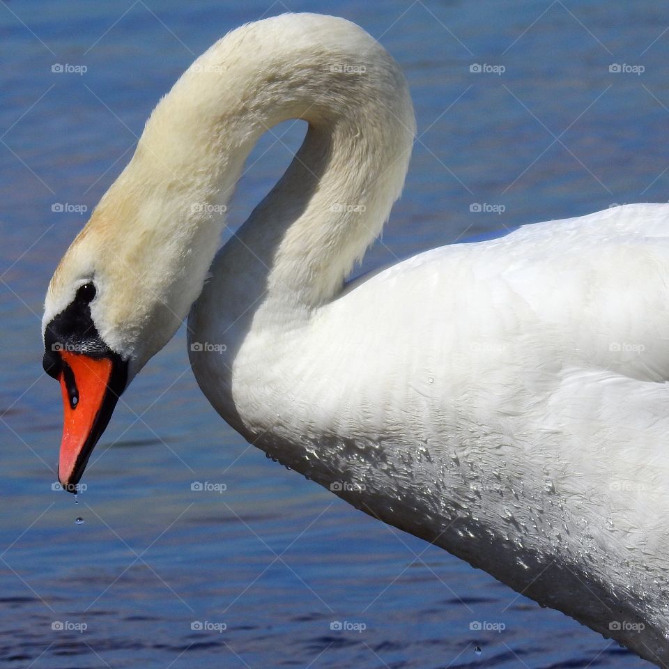 Close-up of swan