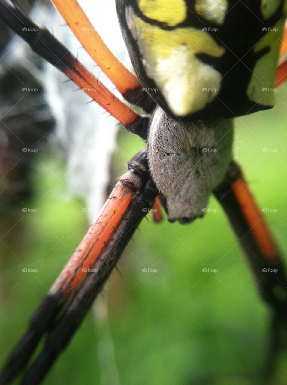 Garden Spider Up Close