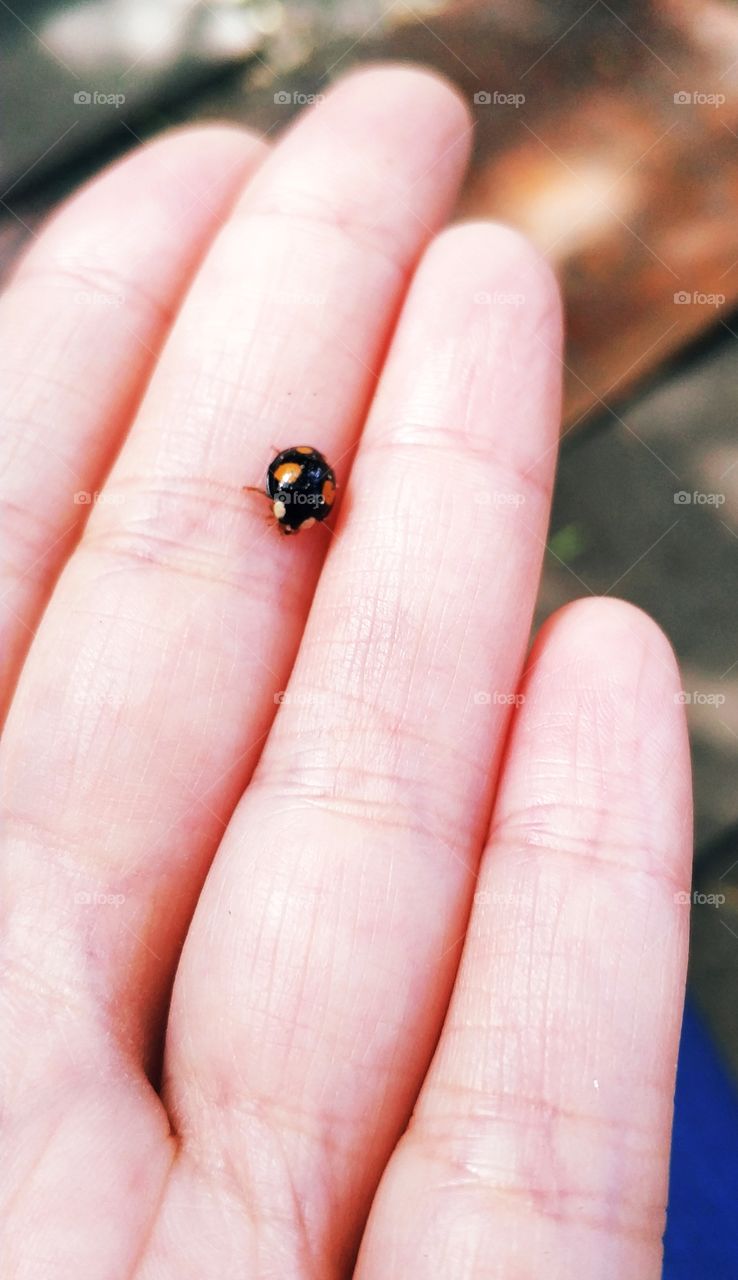 Ladybug on the hand