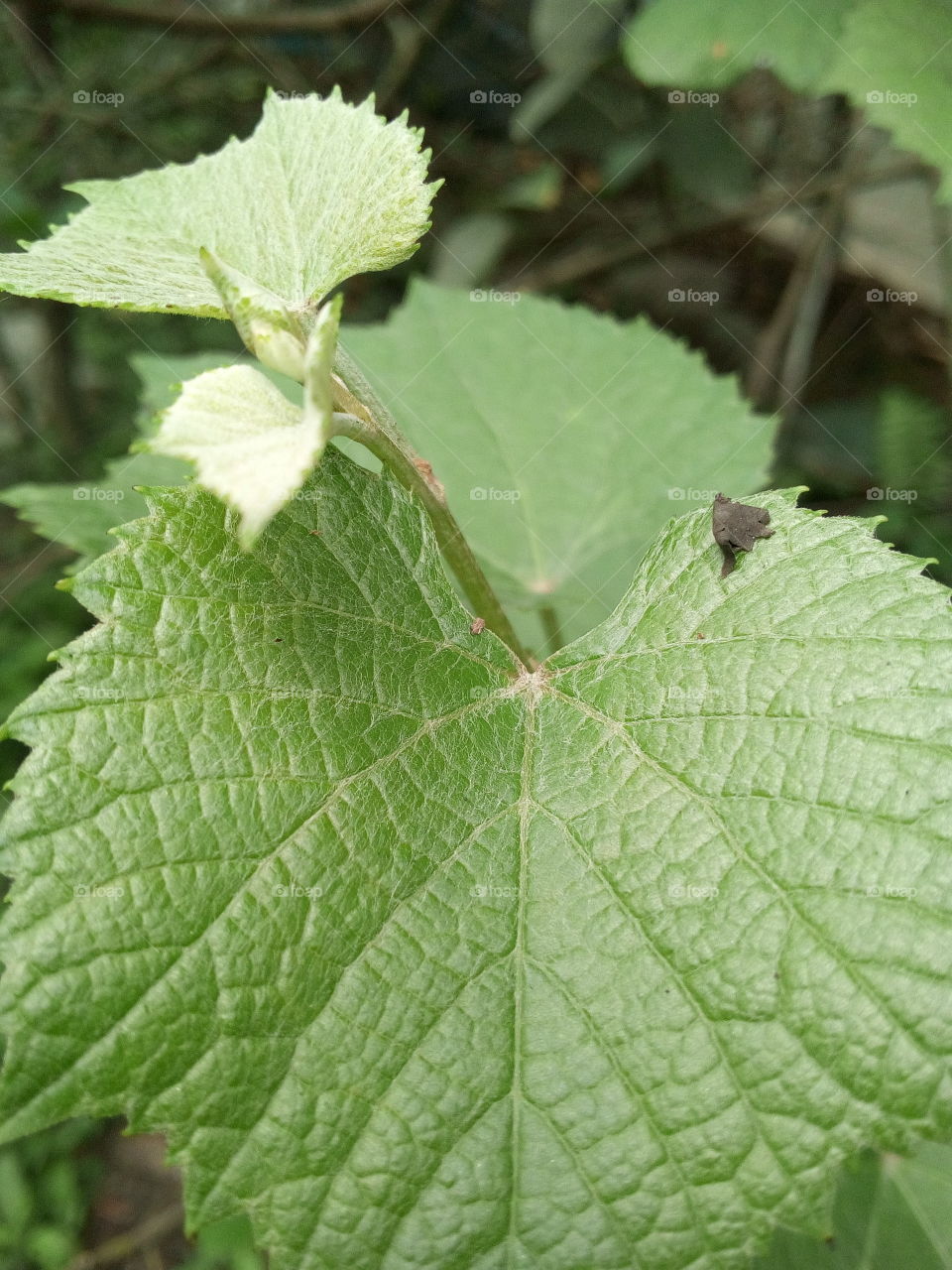 A natural grape leaf photo