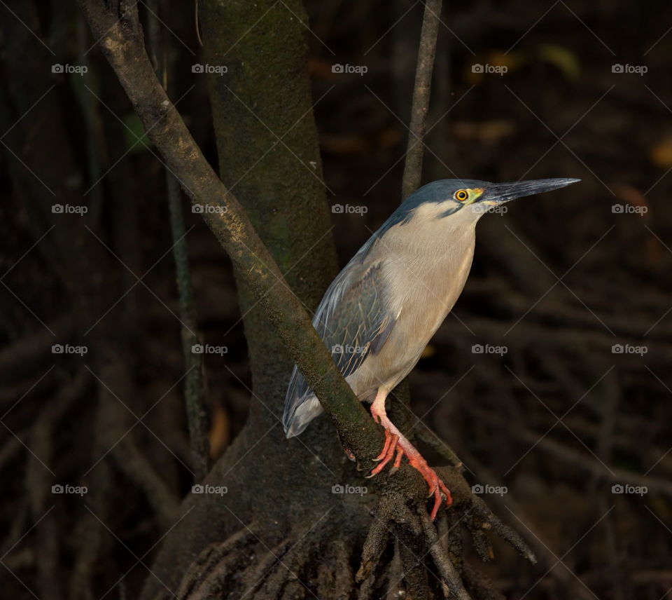 Striated Heron at the base of the tree in a mangrove
