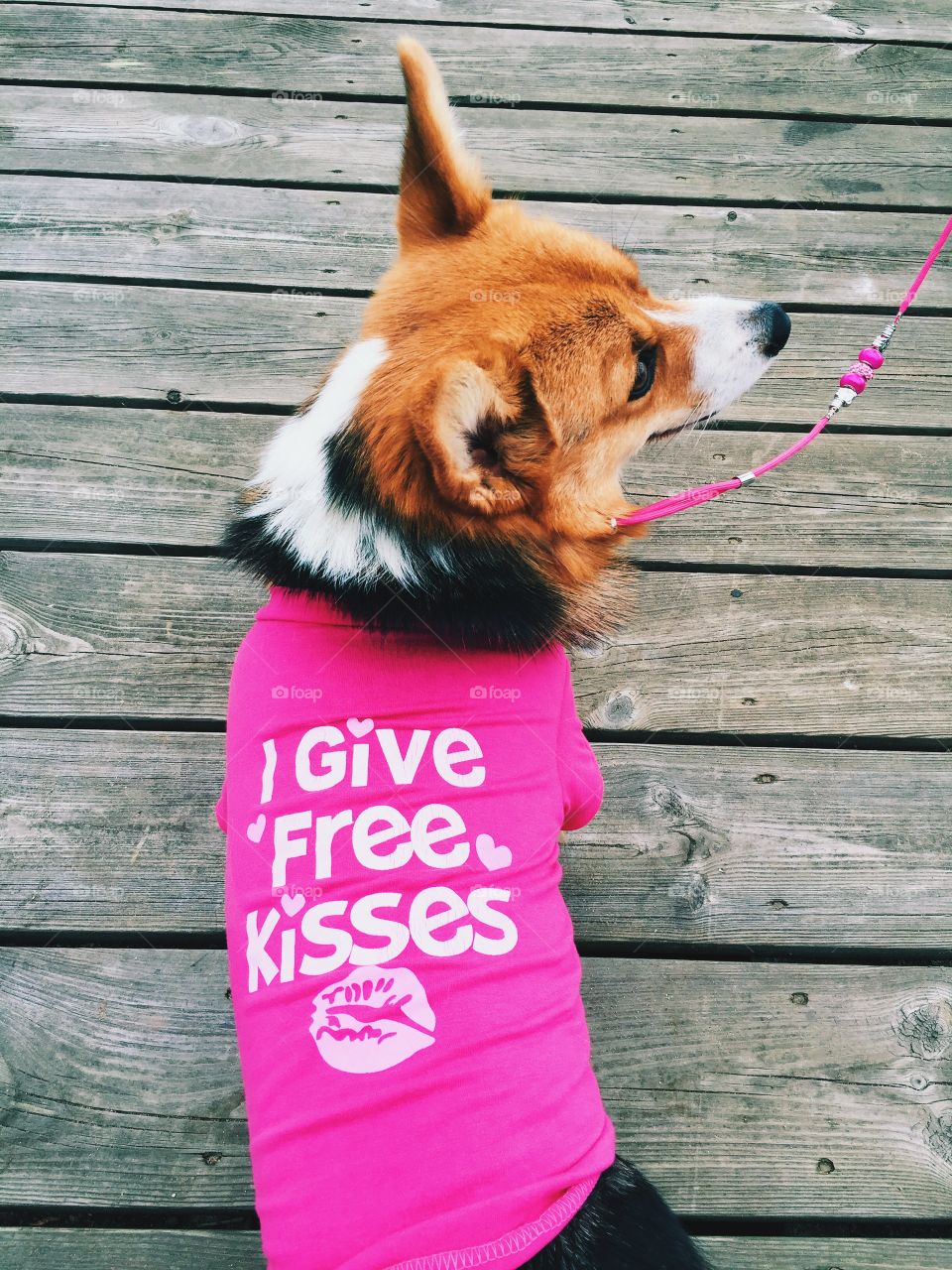 Cute dog dressed with a pink top