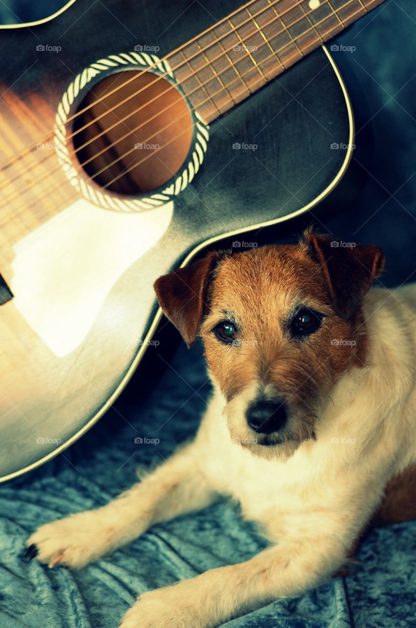 Dog and guitar