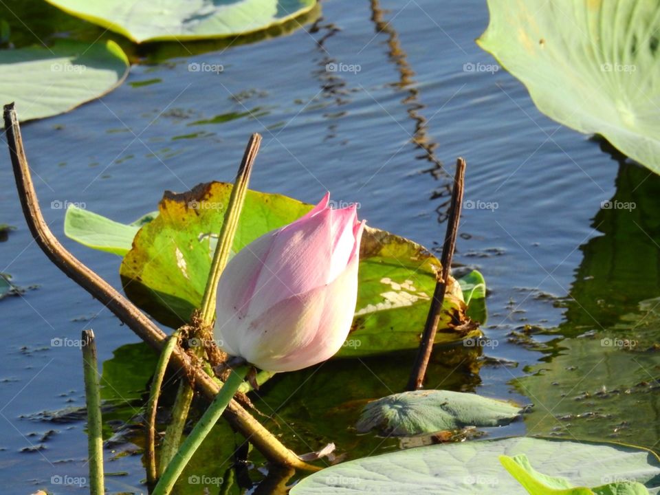 The lotus bud looking towards the sun