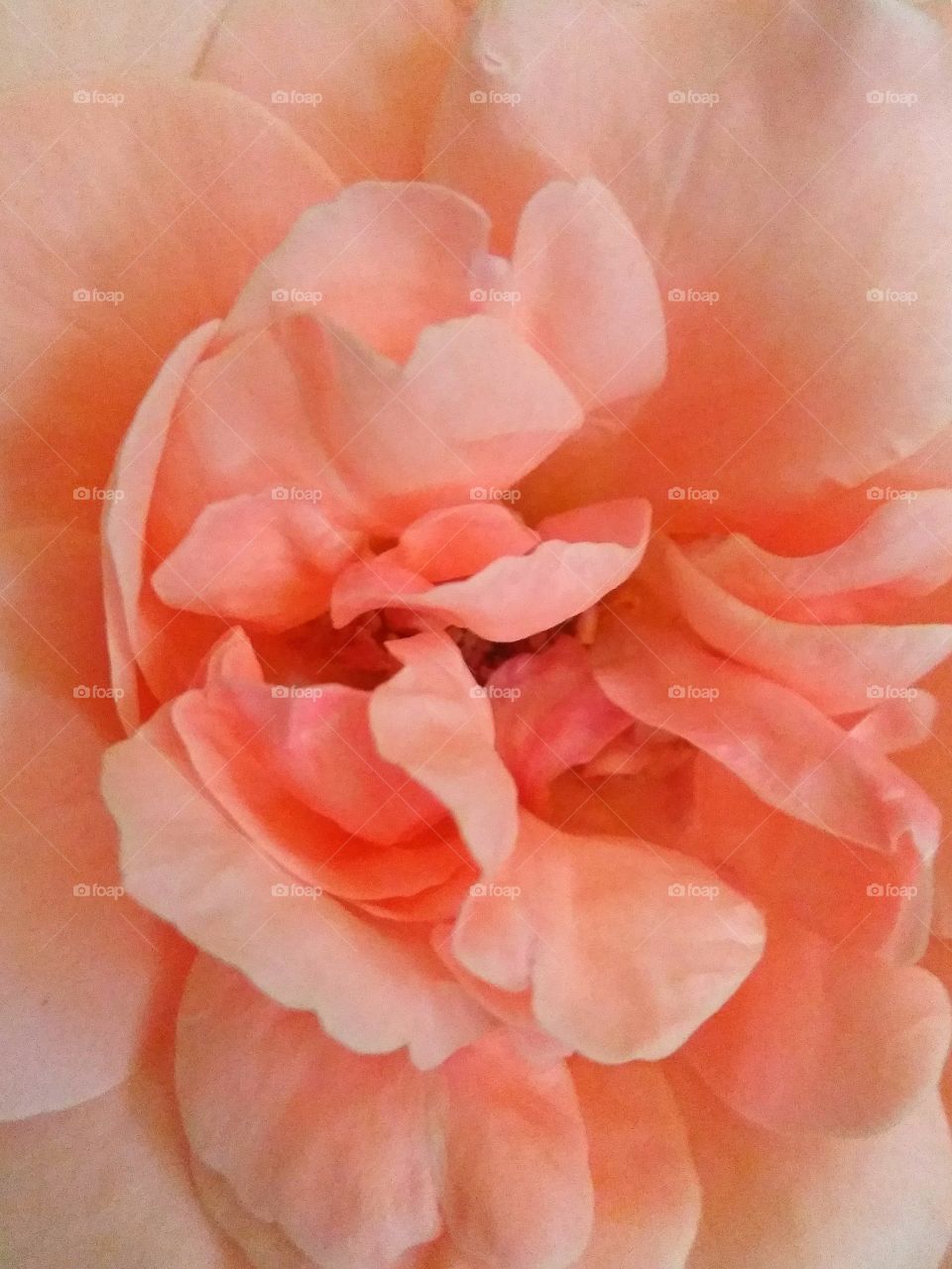 Middle of pink rose