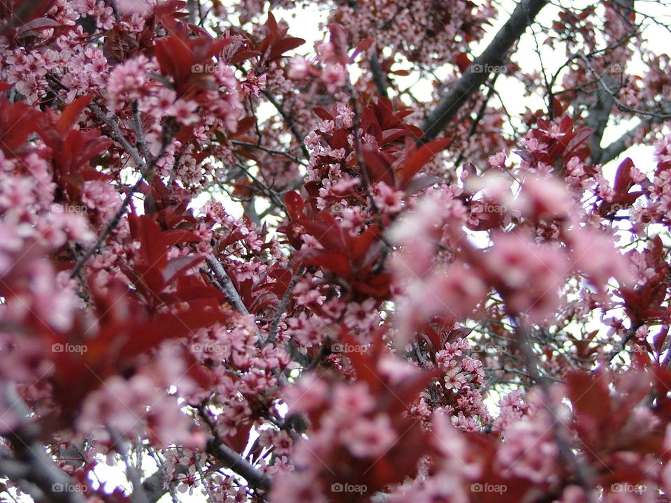 Spring Blossoms. a trees blossoms are captured in full bloom.