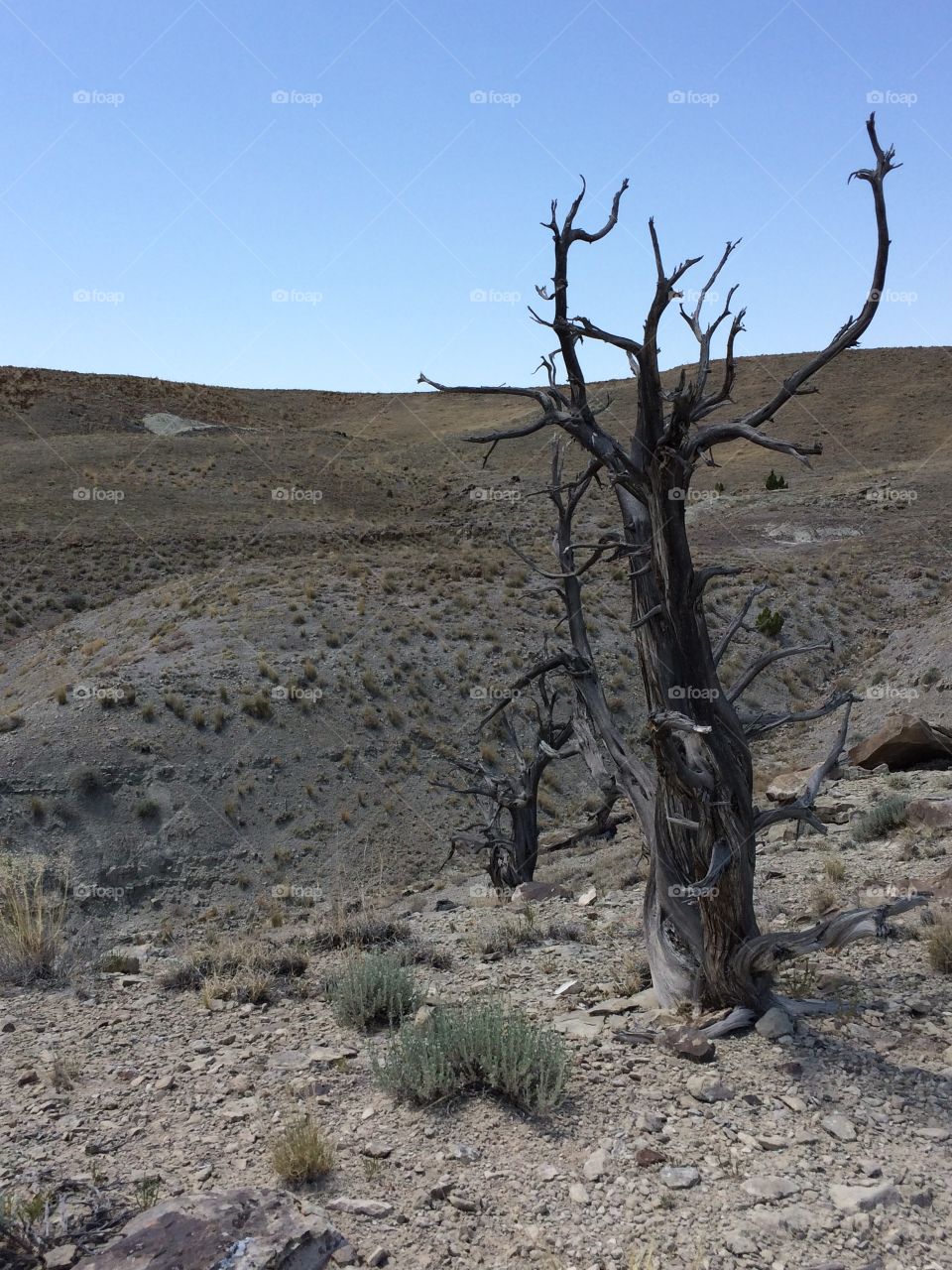 Dry desert trees