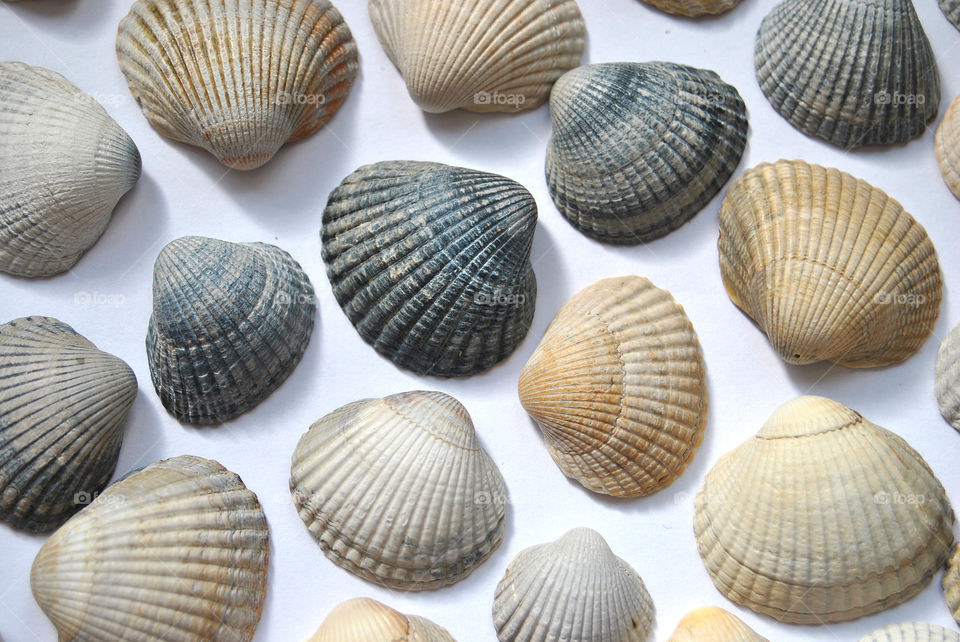 Elevated view of clam shell