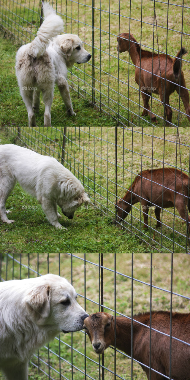 Tali learning to goat