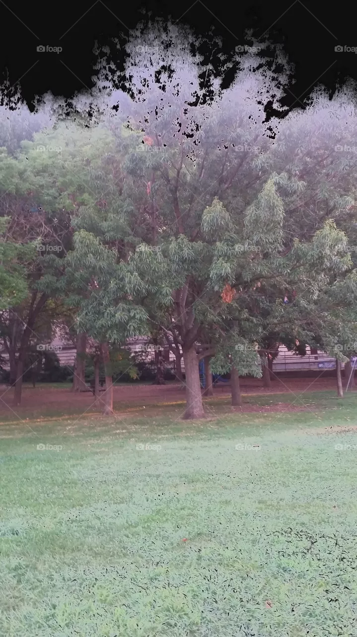 trees