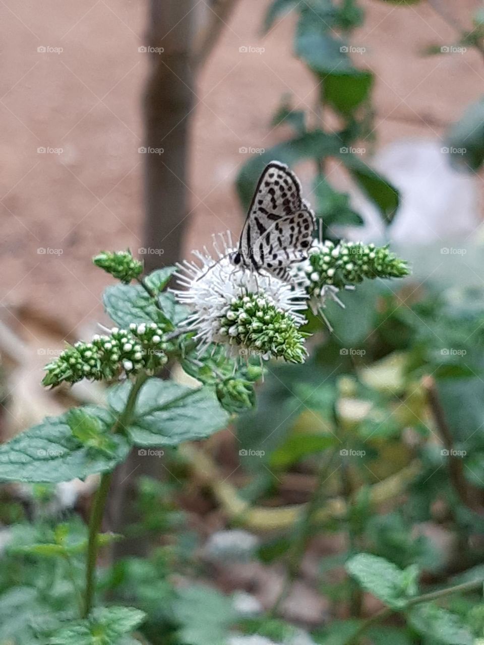 Butterfly in action