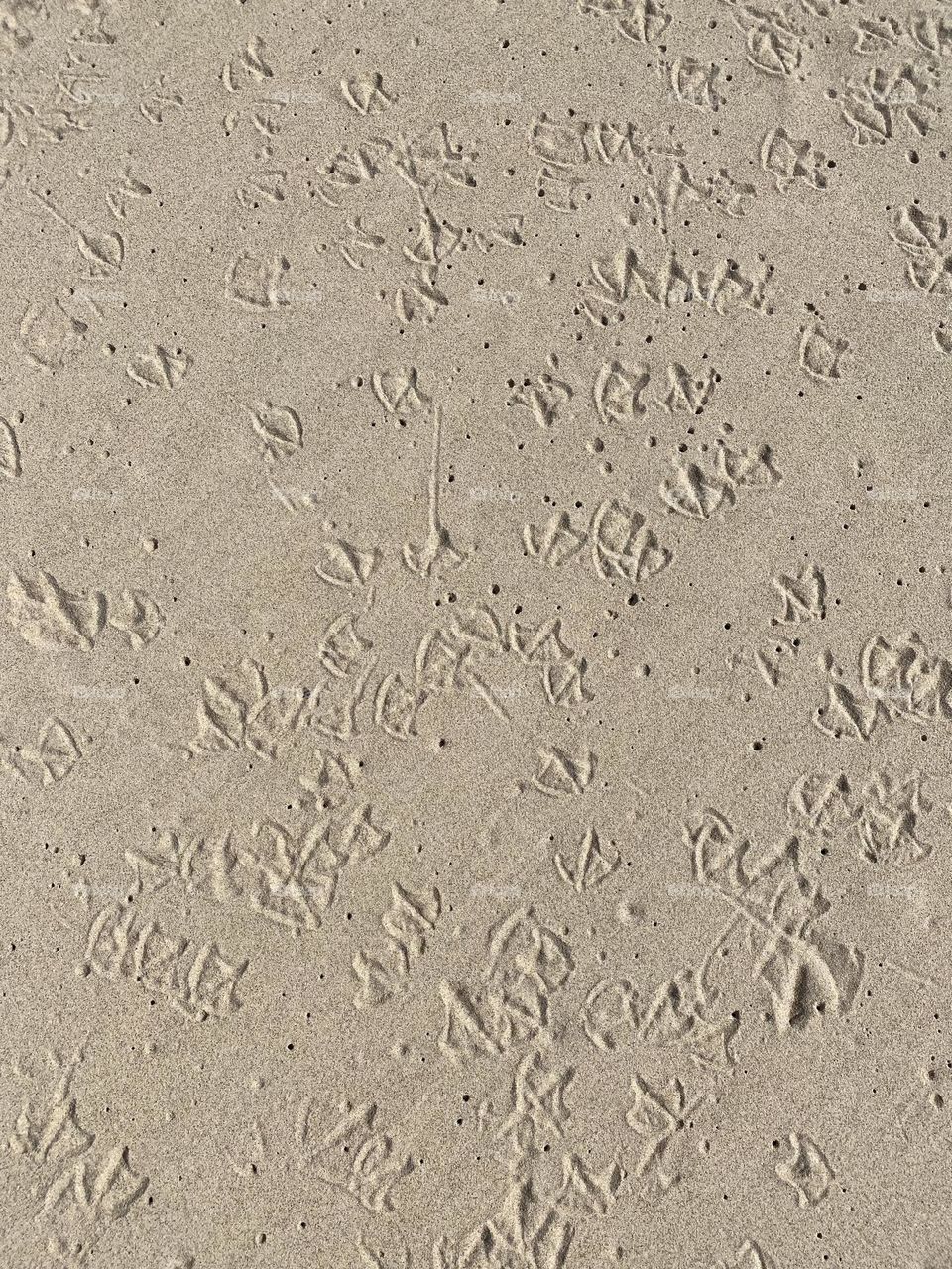 Seagull prints in sand