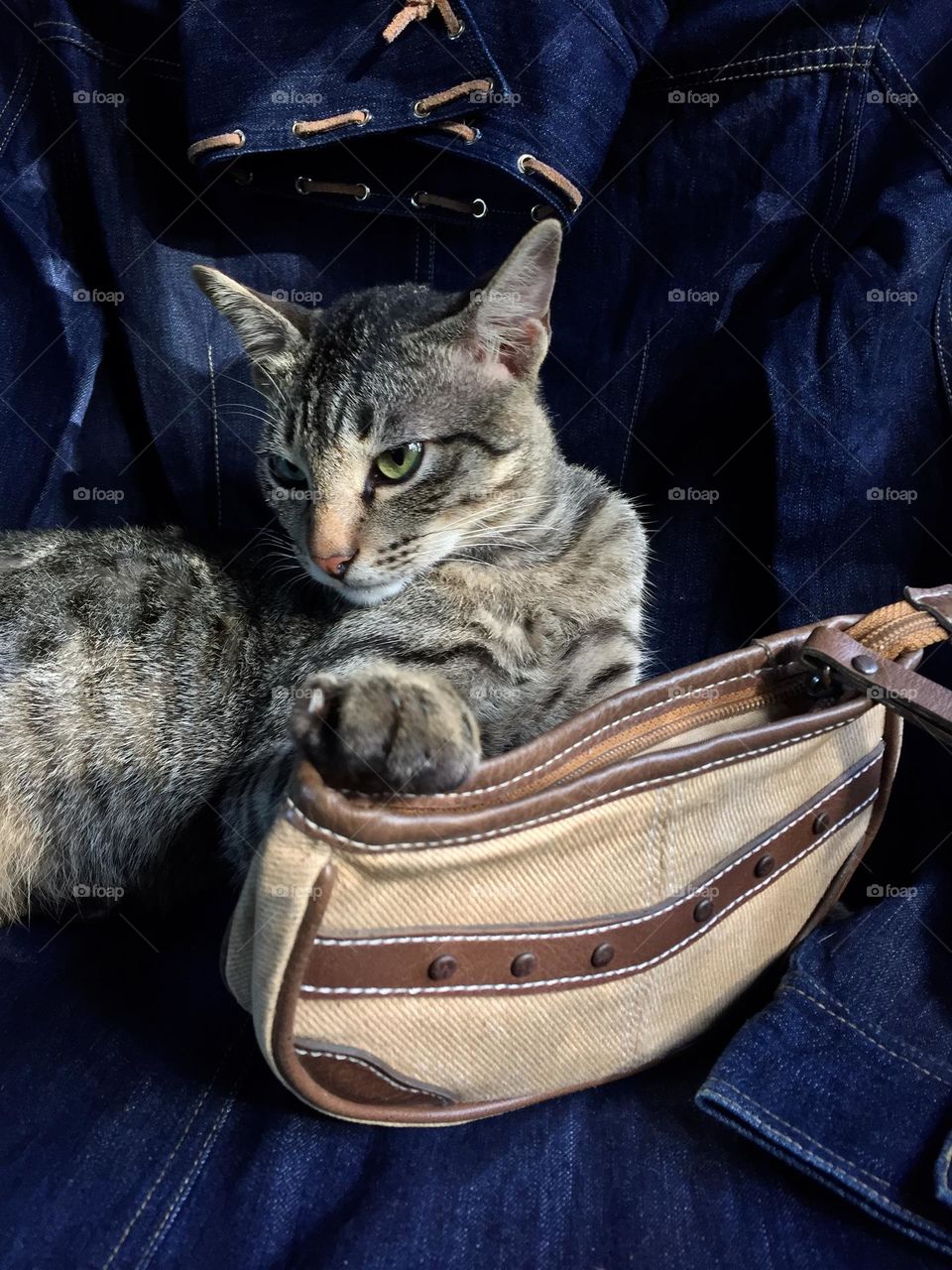 Cat and the brown pouch 