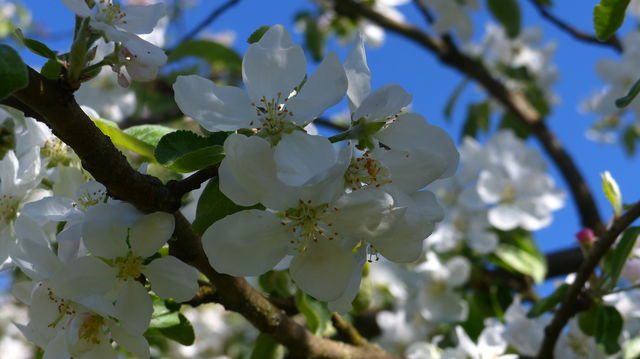 Apple Tree