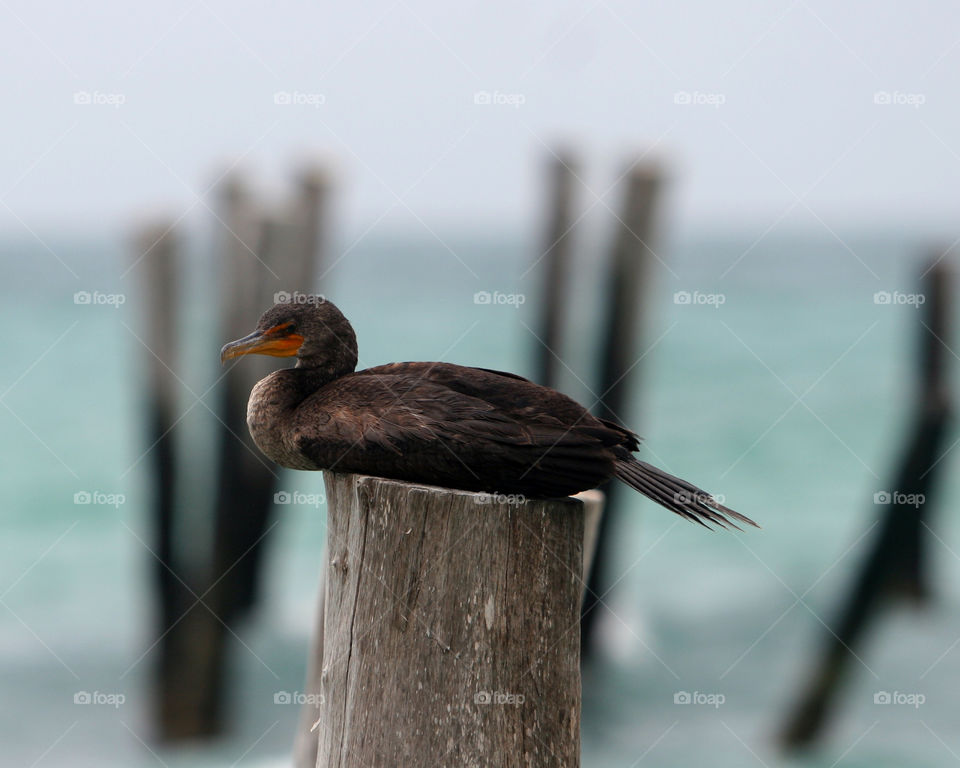 Bird, No Person, Wildlife, Nature, Outdoors