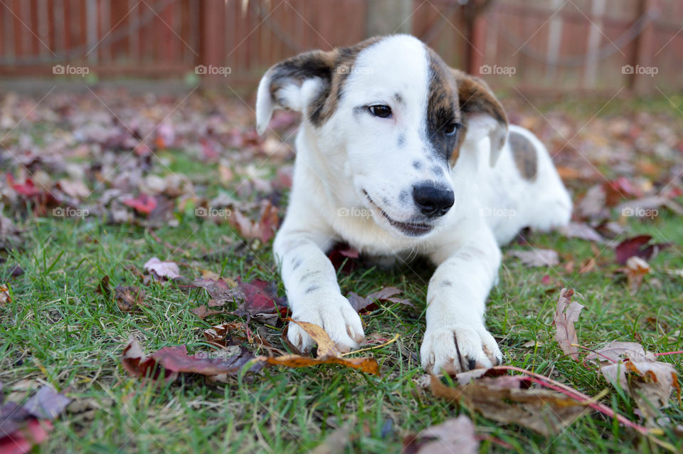 Mixed breed puppy laying in the grass with fall leaves outdoors