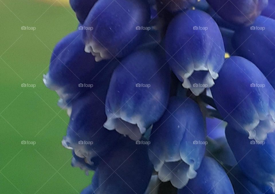 pearl hyacinth
