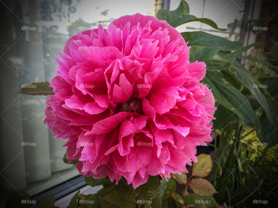 Peony flower. 