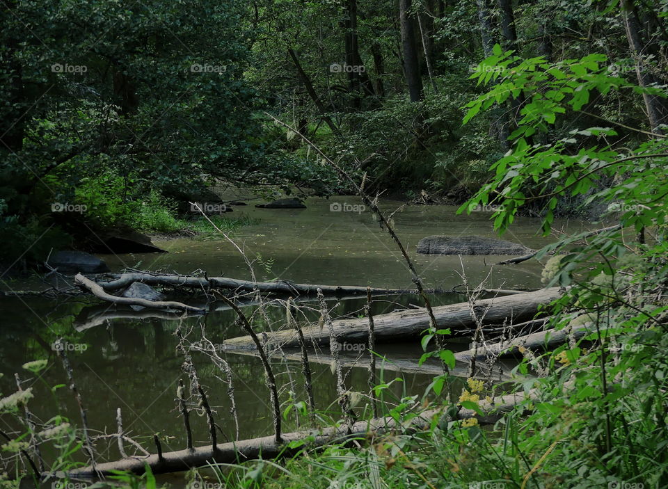 The creek in the Hårsbäcksdalen ravine