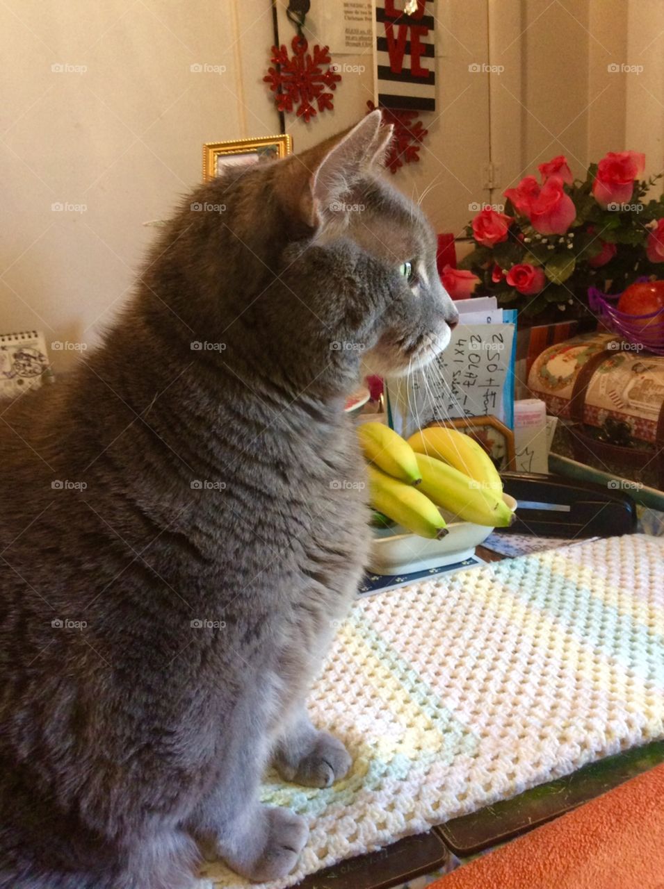 Family pet in the kitchen 